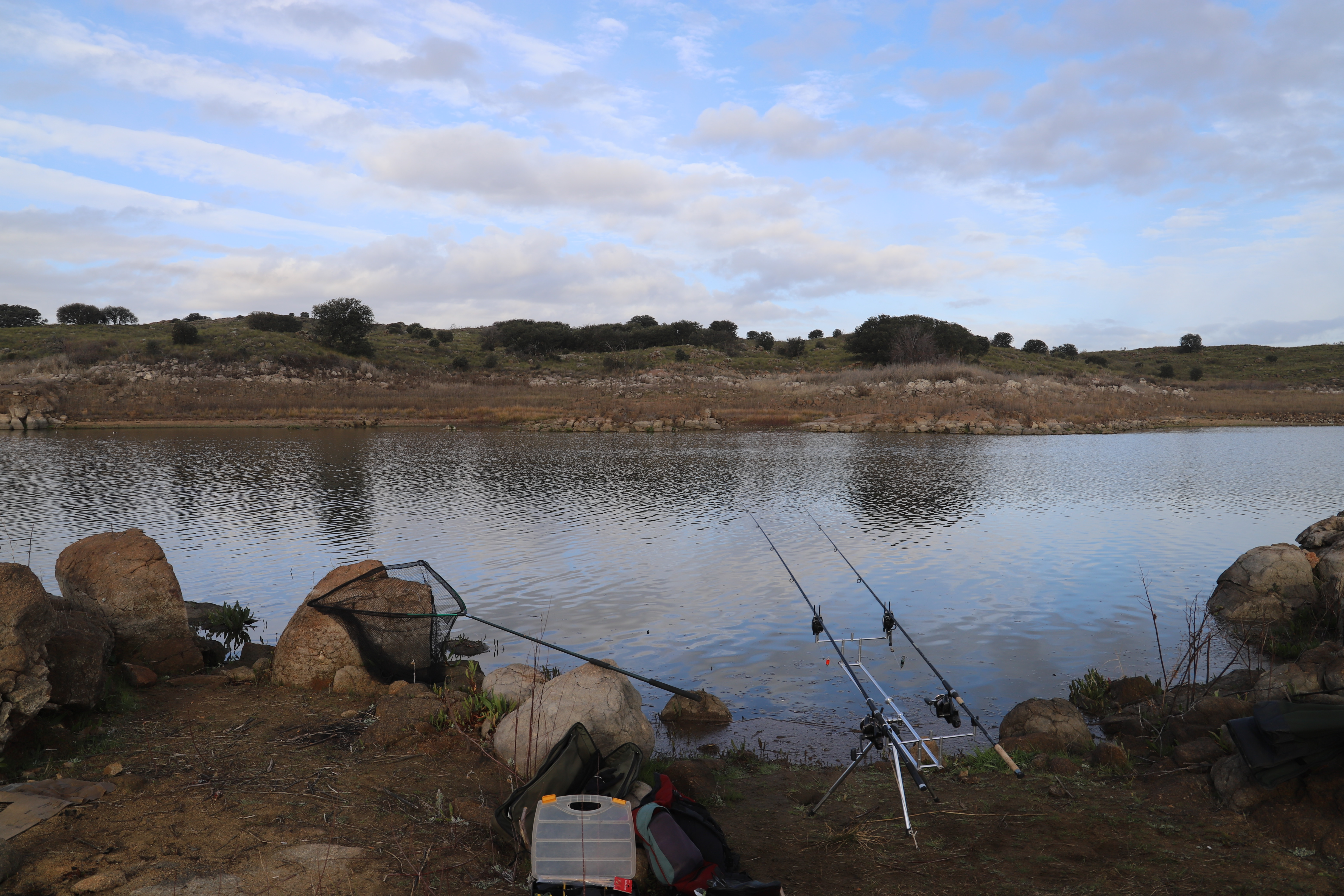 Cañas en embalse de Guajaraz