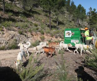 Pasos para dar una cacería colectiva