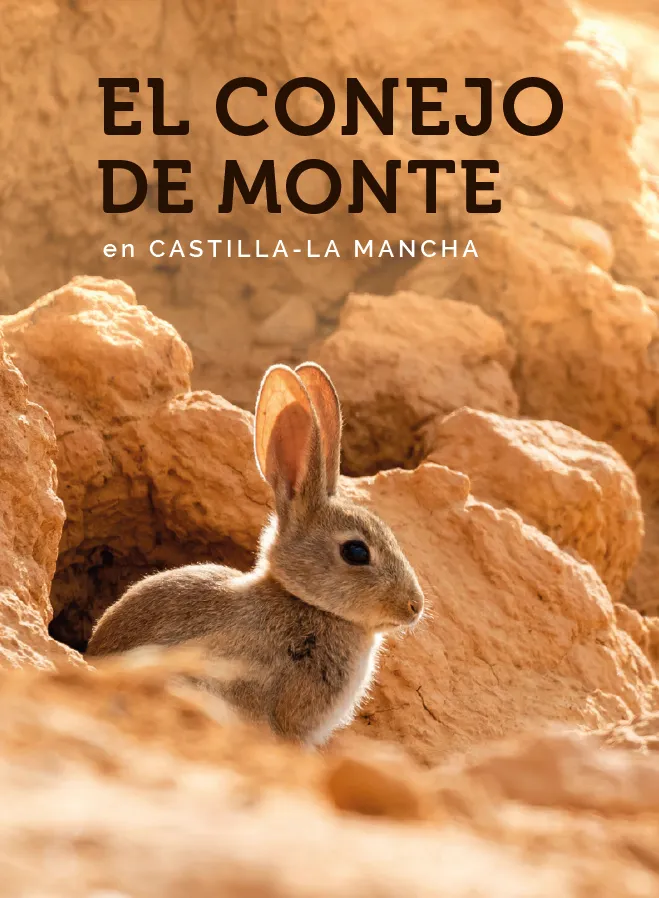 El conejo de monte en Castilla-La Mancha