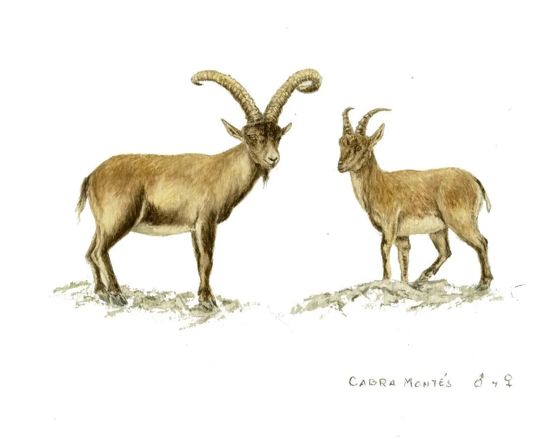 Especies cinegéticas - cabra dibujo
