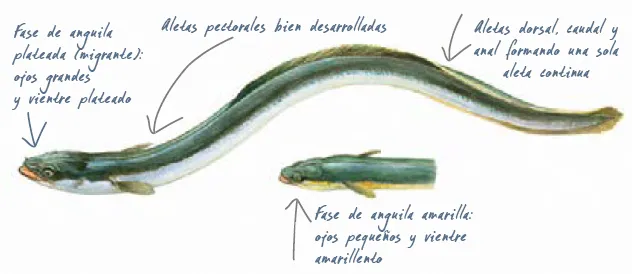 Especies de pesca Anguila morfología