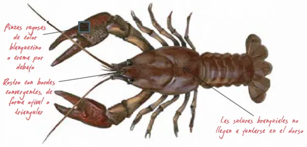 Especies Pesca - Cangrejo de río ibérico - morfología