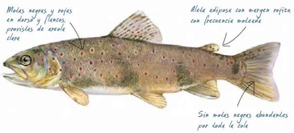 Especies de pesca trucha común morfología
