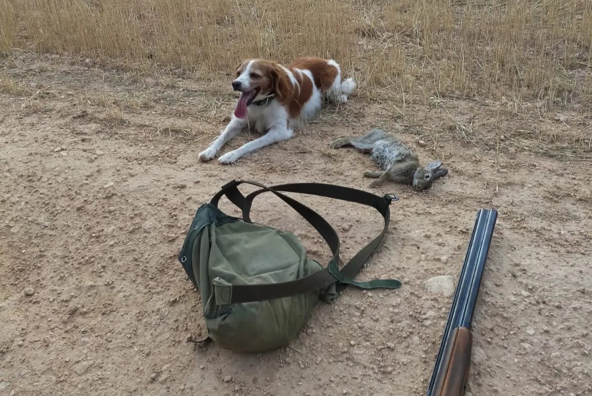 Perro escopeta mochila y conejo