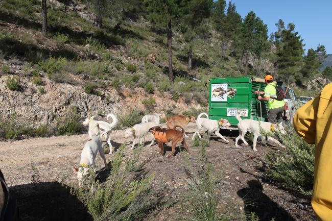 Pasos para dar una cacería colectiva